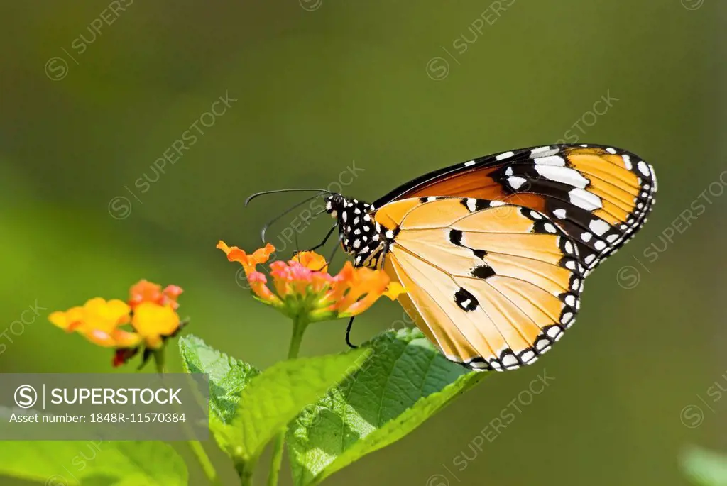Plain Tiger or African Monarch butterfly (Anosia chrysippus) feeding on flower