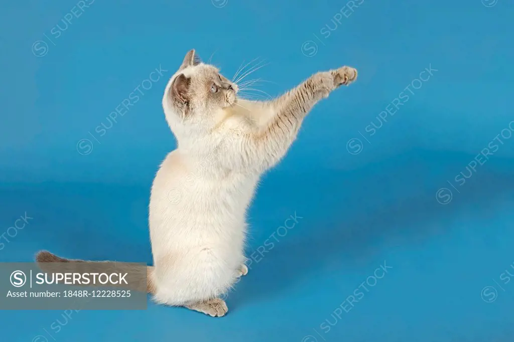 British Shorthair Cat with raised paws