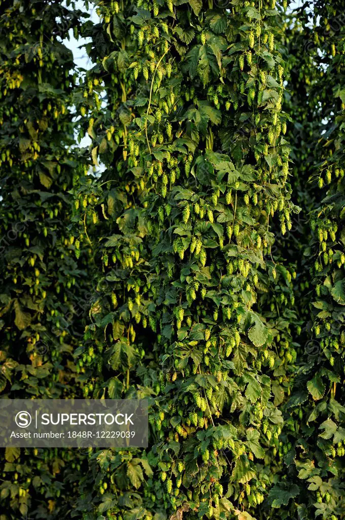Hop plants (Humulus lupulus), ready for harvesting, hop garden, Biburg, Hallertau or Holledau area, Lower Bavaria, Bavaria, Germany