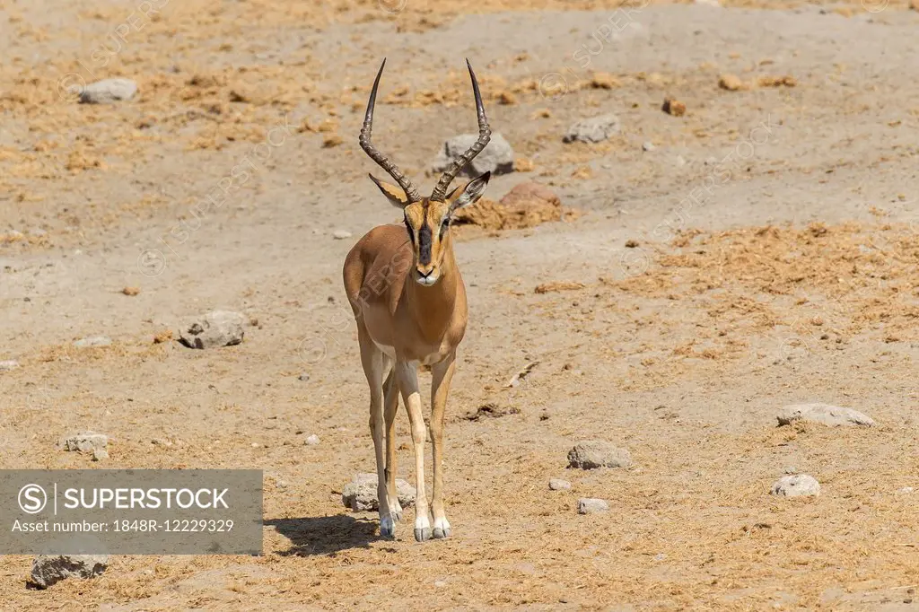 Black-faced Impala (Aepyceros melampus petersi), Etosha National Park, Namibia