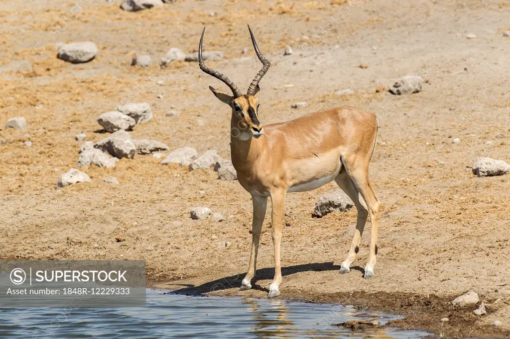 Black-faced Impala (Aepyceros melampus petersi), at at waterhole, Etosha National Park, Namibia