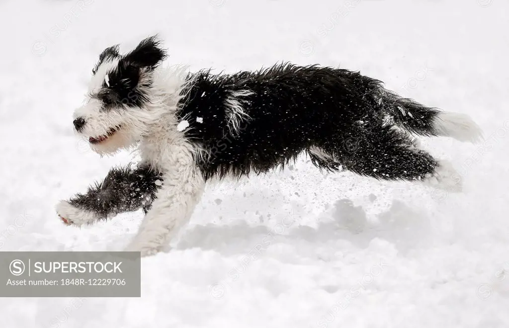 Old English Sheepdog, puppy, 4 months, running in the snow