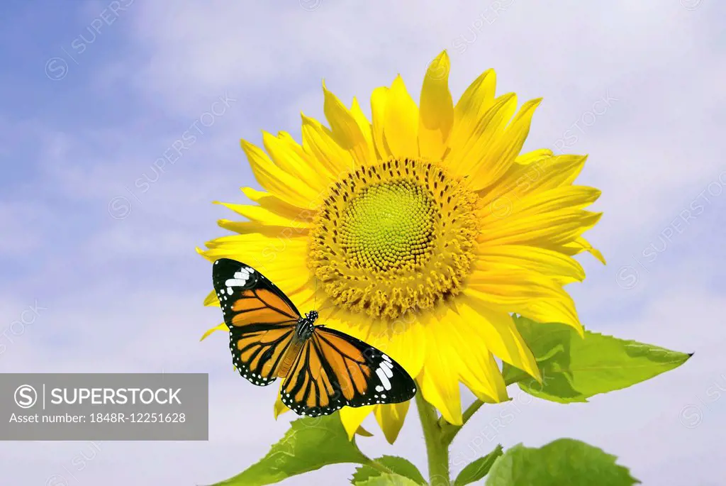 Common Tiger butterfly (Salatura genutia syn. Danaus genutia) on a Sunflower (Helianthus annuus)