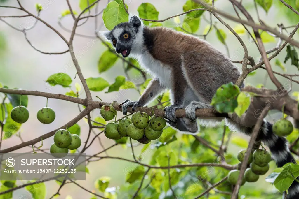 Ring-tailed Lemur (Lemur catta), on tree with fruits, Madagascar