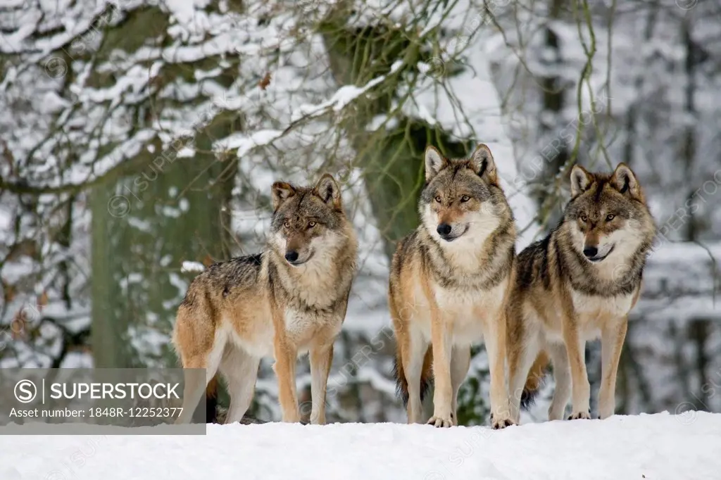 Three standing wolves (Canis lupus) in the snow, captive, Germany