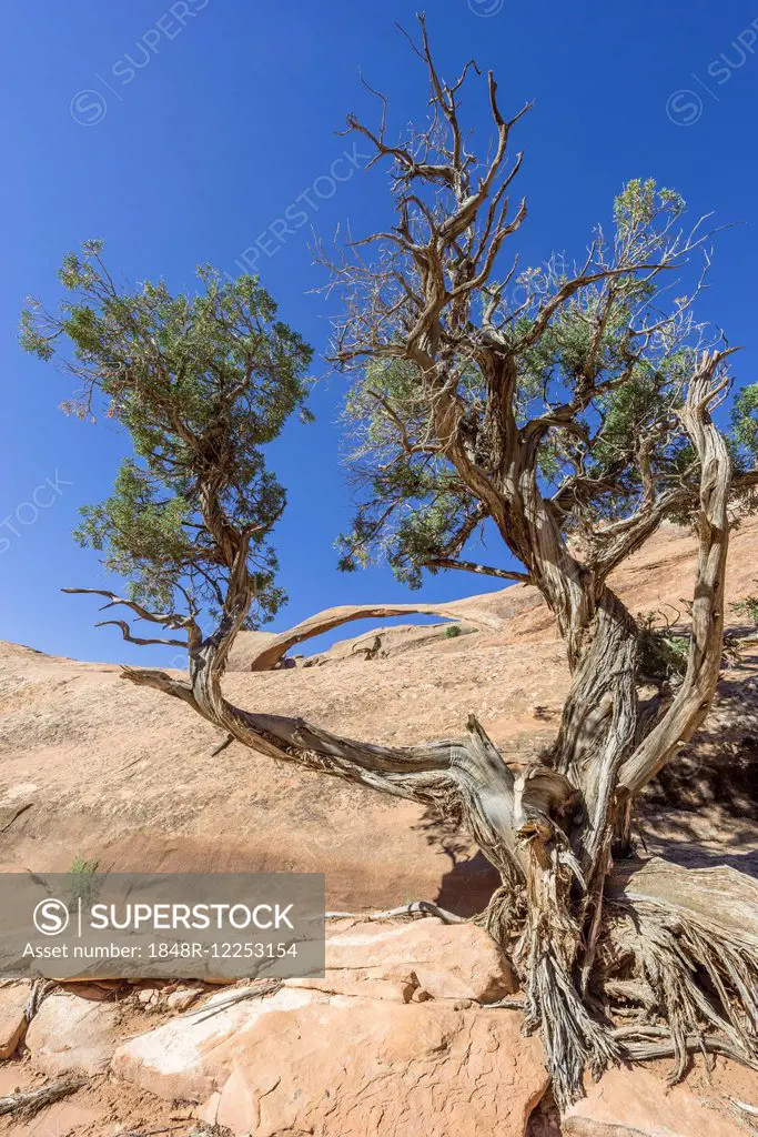 Landscape Arch, natural arch, and a Utah Juniper (Juniperus osteosperma), Arches National Park, Moab, Utah, United States