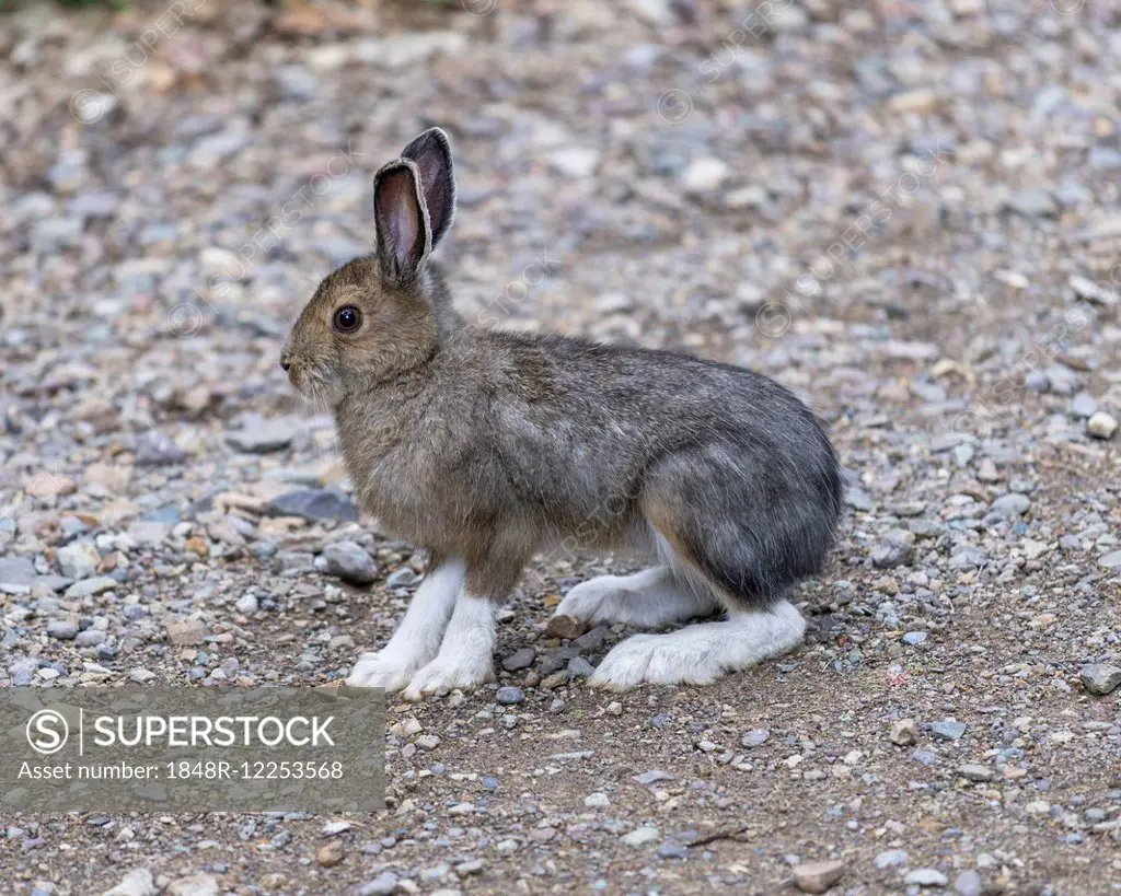 Snowshoe Hare (Lepus americanus), Colorado, United States