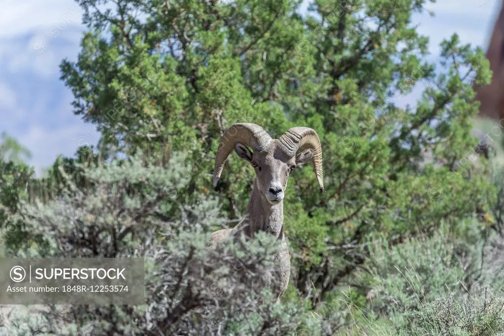 Desert Bighorn Sheep (Ovis canadensis nelsoni), Colorado National Monument, Grand Junction, Colorado, United States