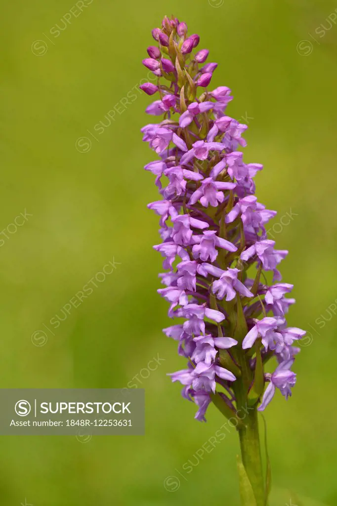 Fragrant Orchid (Gymnadenia conopsea), Tyrol, Austria
