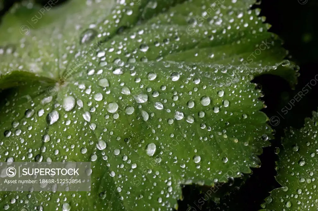 Common Lady's Mantle (Alchemilla vulgaris), water drops on a leaf, Germany