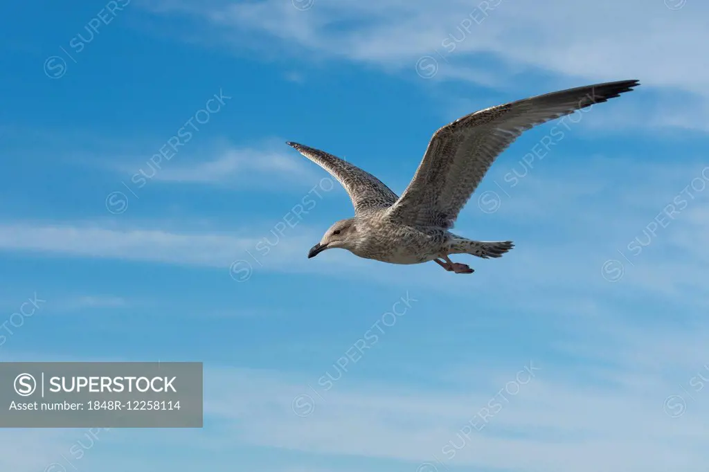 Herring Gull (Larus argentatus), juvenile plumage, in flight, Mecklenburg-Western Pomerania, Germany