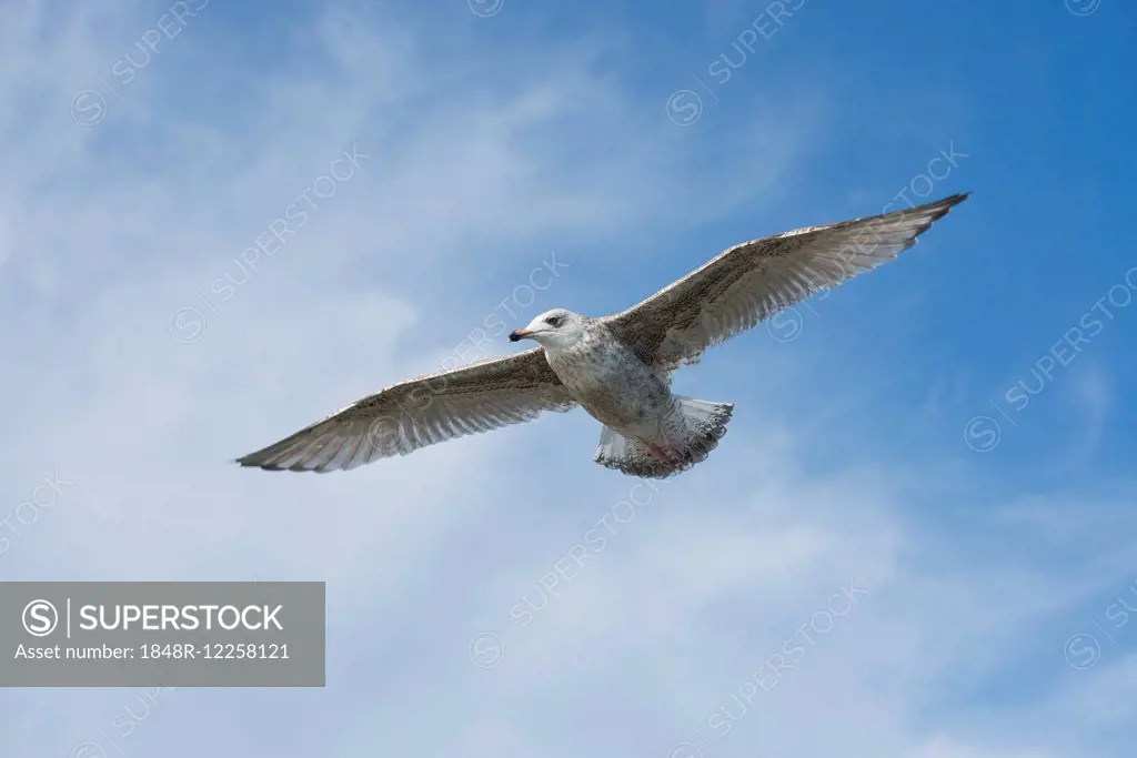 Herring Gull (Larus argentatus), juvenile plumage, in flight, Mecklenburg-Western Pomerania, Germany