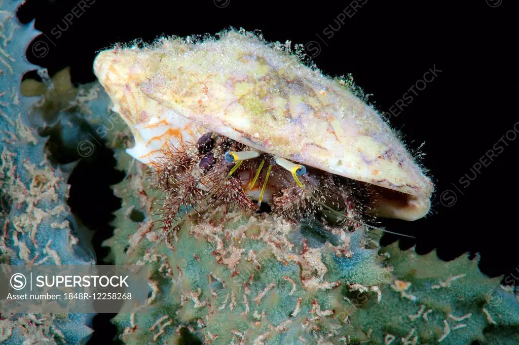 Anemone Hermit Crab (Dardanus pedunculatus), Bohol Sea, Philippines
