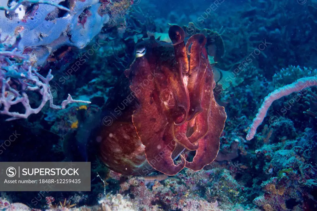 Broadclub Cuttlefish (Sepia latimanus), Philippines