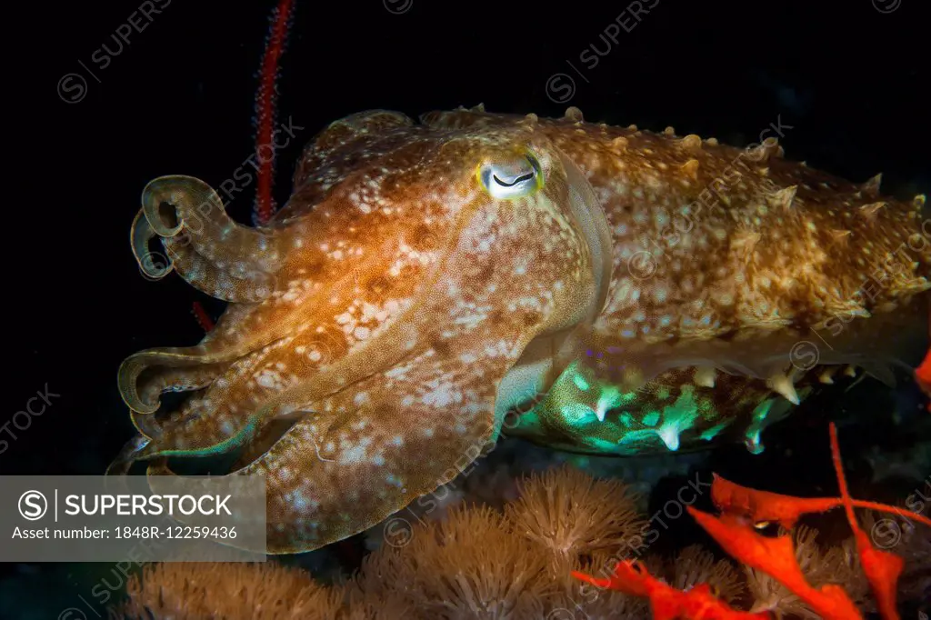 Broadclub Cuttlefish (Sepia latimanus), Philippines