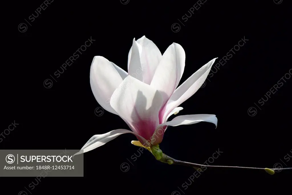 Chinese magnolia flower (Magnolia x soulangiana), Germany
