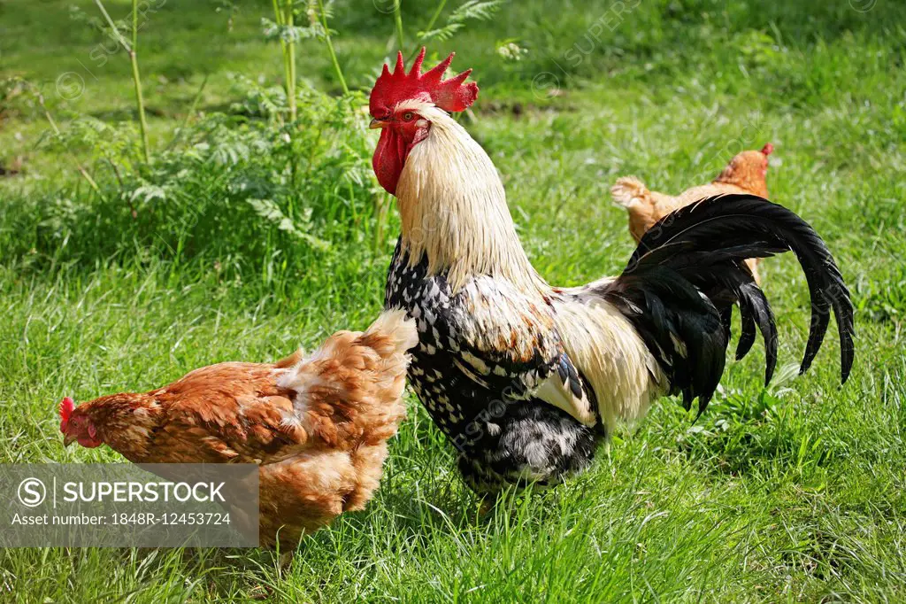 Domestic chicken (Gallus domesticus), rooster and hens, Germany