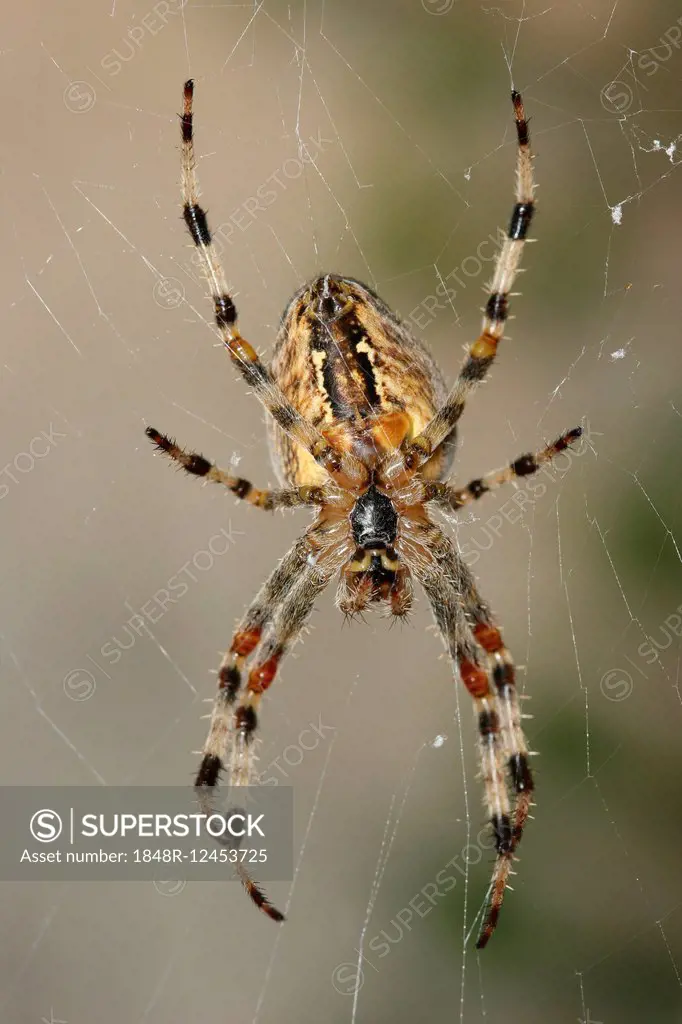 European Garden Spider (Araneus diadematus) sitting in the spiderweb, Germany