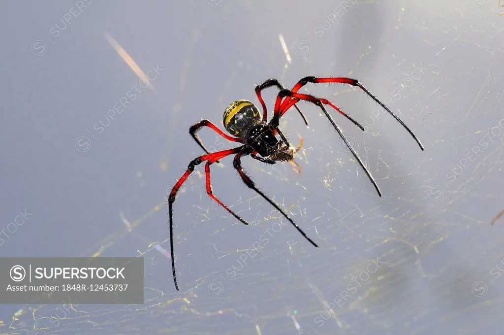 Red-legged golden orb-web spider (Nephila inaurata) on its net, Mayotte, Comoros, France