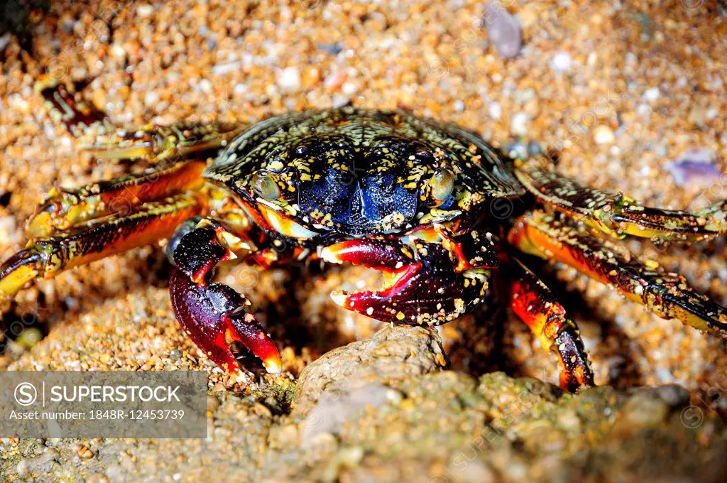 Spider crab (Neosarmatium meinerti) on a rock, Baie de Soulou, Mayotte, Comoros, France