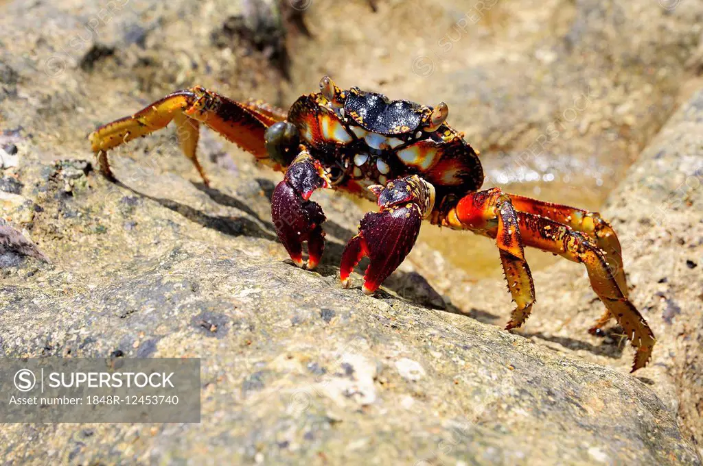 Spider crab (Neosarmatium meinerti) on a rock, Baie de Soulou, Mayotte, Comoros, France