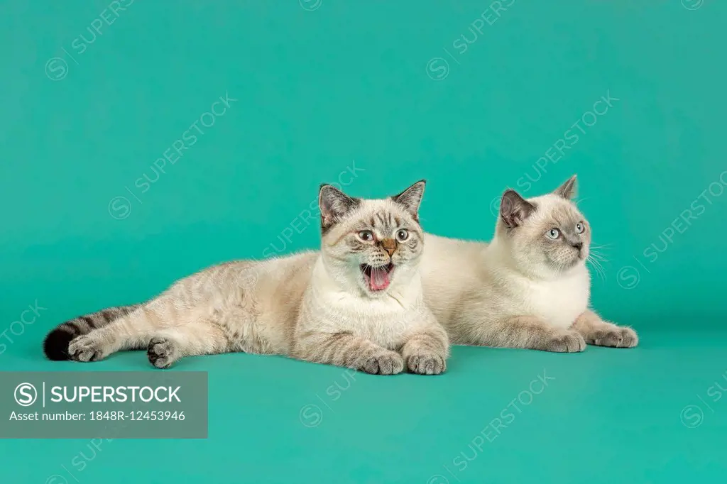 British Shorthair cats