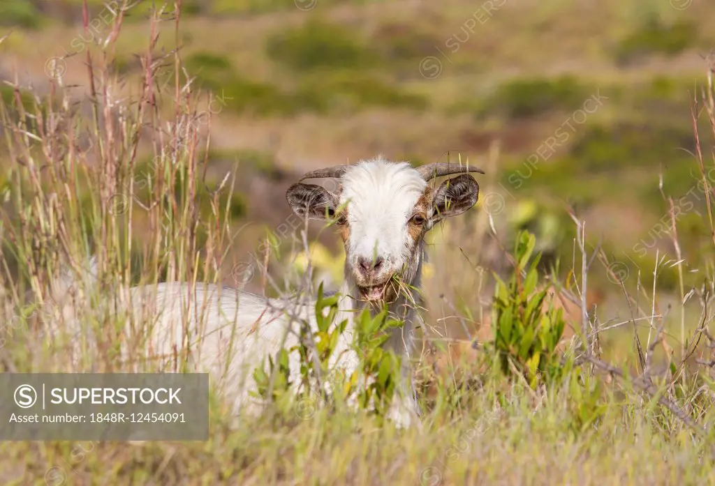 Goat (Capra) feeding on grass, tall grass, La Palma, Canary Islands, Spain