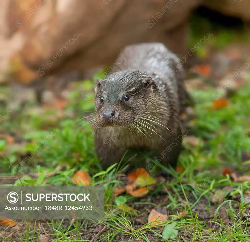 Otter (Lutra lutra), captive, Bavaria, Germany