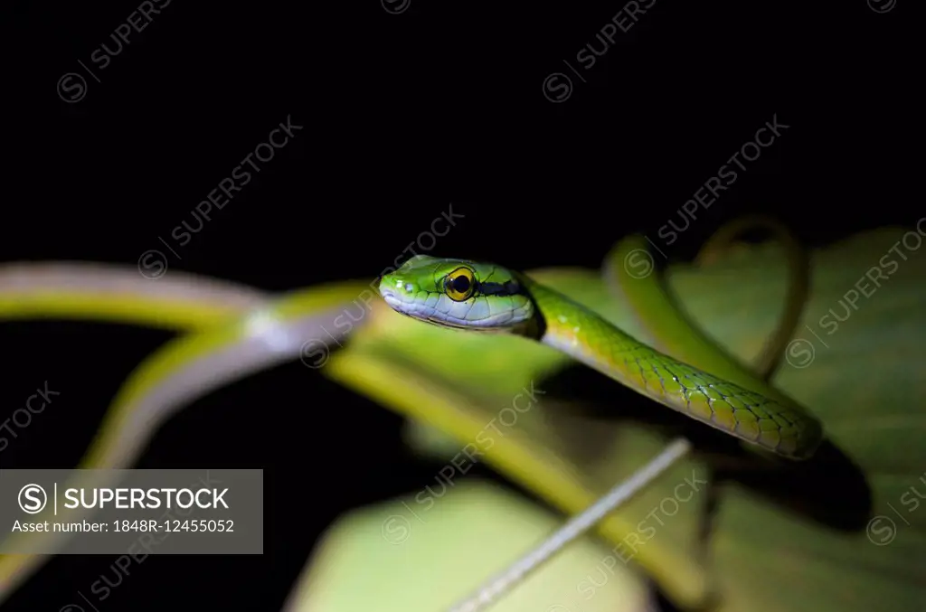 Lora or Parrot Snake (Leptophis ahaetulla), Puntarenas Province, Costa Rica