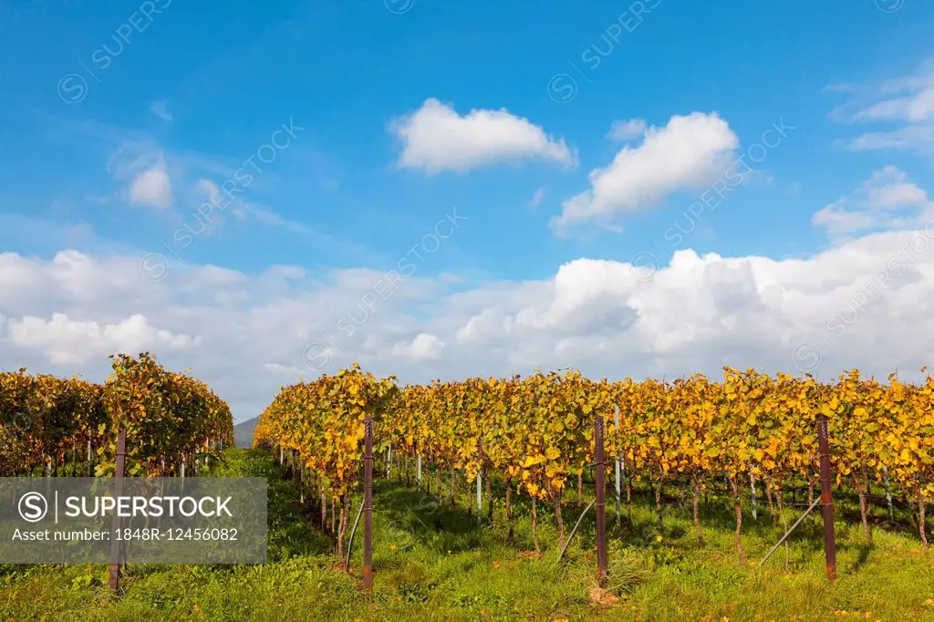 Vineyard, autumn coloring, Southern Palatinate, Palatinate, Rhineland-Palatinate, Germany