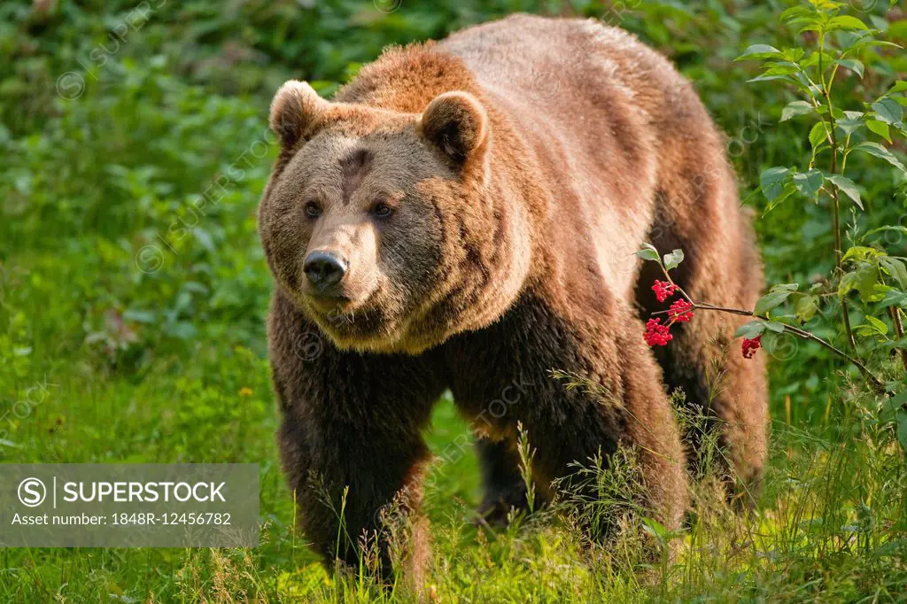 Brown Bear (Ursus arctos), captive, Bavarian Forest National Park, Bavaria, Germany