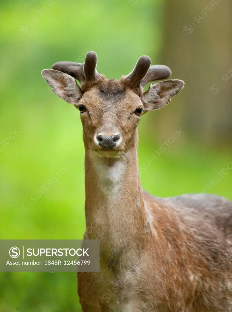 Fallow Deer (Dama dama), buck with antlers in velvet, antlers forming, captive, Bavaria, Germany