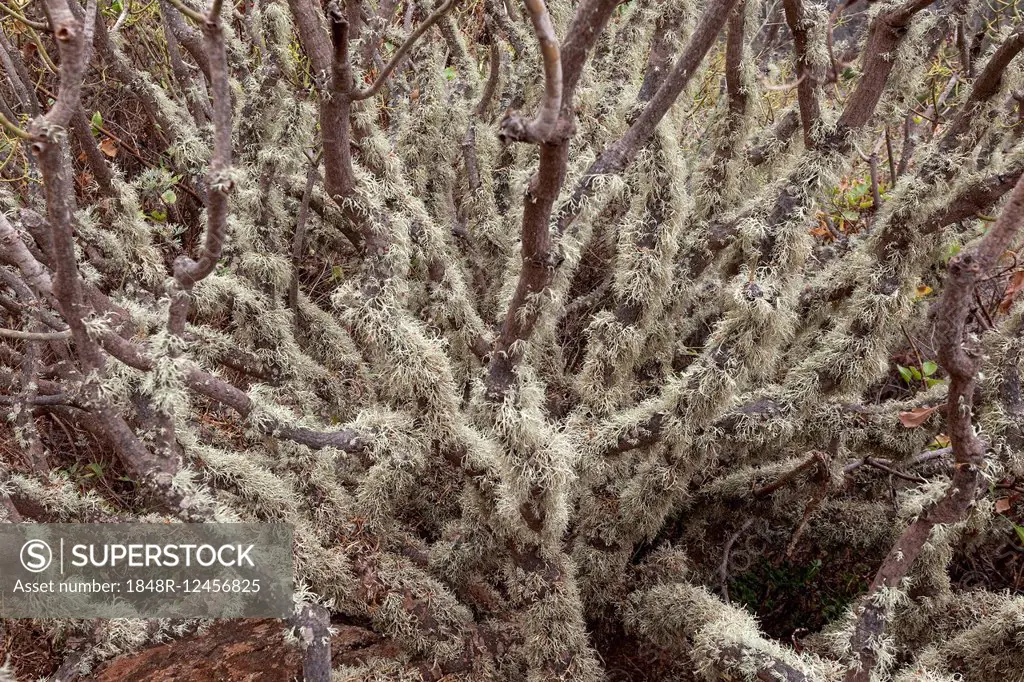 Lichen on a bush, La Gomera, Canary Islands, Spain