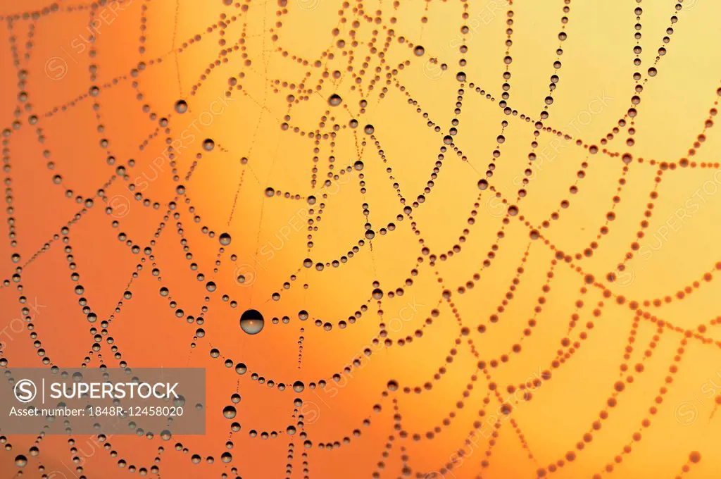 Spider web with dew at sunrise, North Rhine-Westphalia, Germany