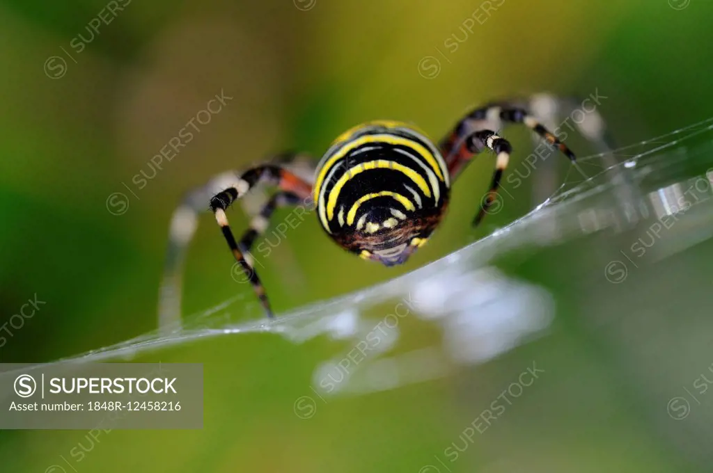 Wasp spider (Argiope bruennichi), crawling on its web, North Rhine-Westphalia, Germany