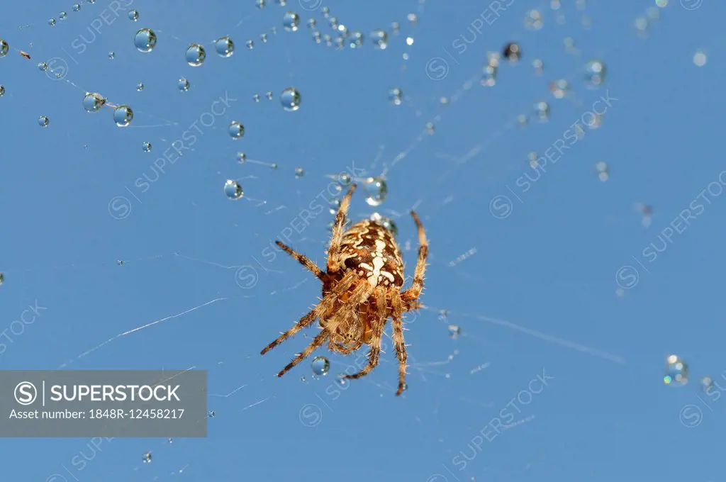 Orb-weaving Spider (Araneus) in web with dew drops, North Rhine-Westphalia, Germany