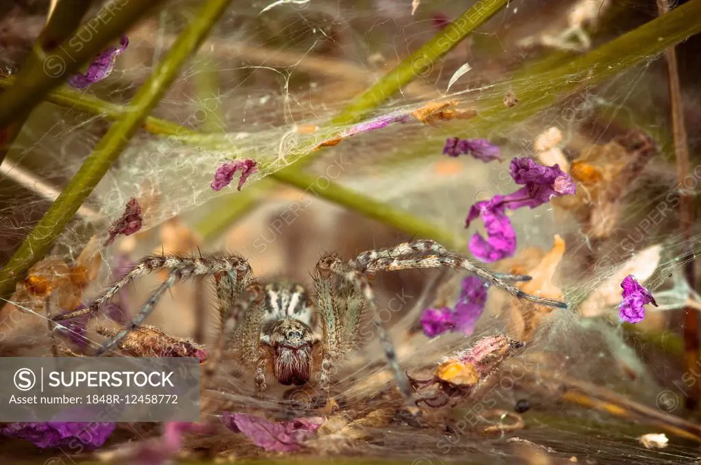 Labyrinth Spider (Agelena labyrinthica), in front of web entrance, Brandenburg, Germany