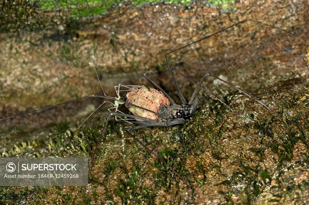 Whip Spider (Heterophrynus elaphus), female carrying its young on the back, Tambopata Nature Reserve, Madre de Dios Region, Peru