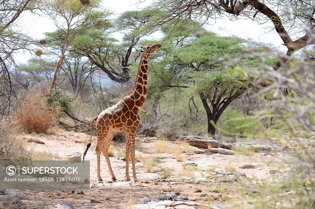 Reticulated giraffe, Somali Giraffe (Giraffa camelopardalis reticulata), in a dry river bed under acacia trees, feeding, Samburu National Reserve, Ken...