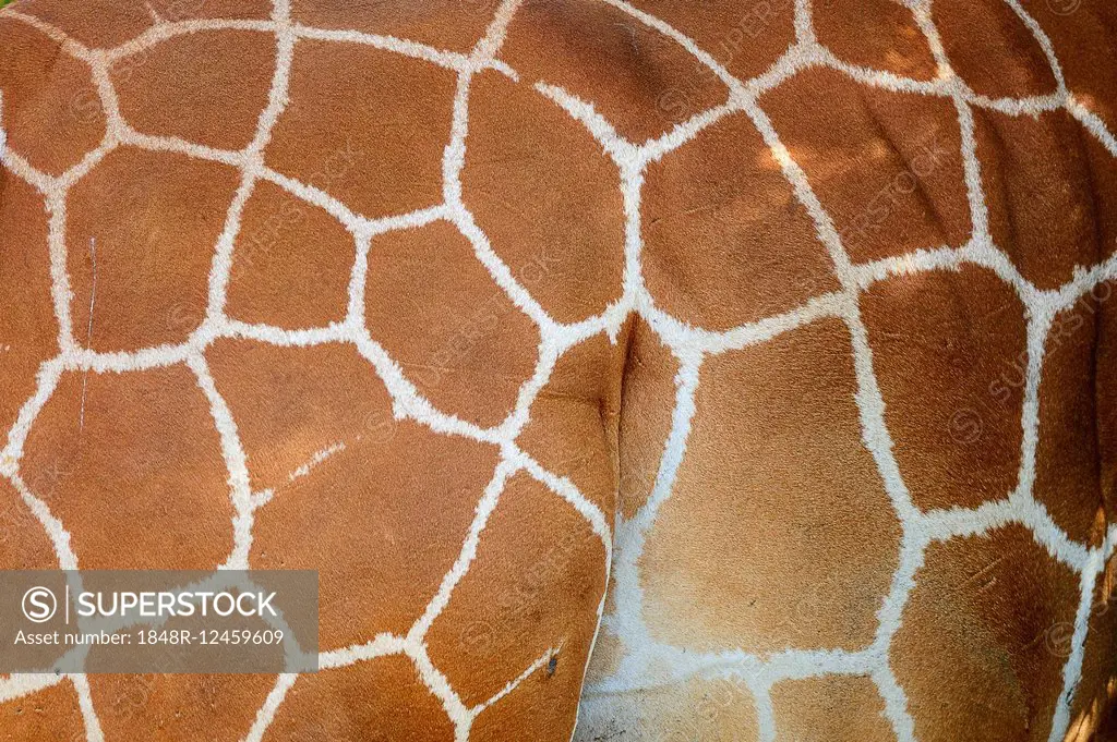 Reticulated giraffe, Somali Giraffe (Giraffa camelopardalis reticulata), close-up, coat pattern, Samburu National Reserve, Kenya