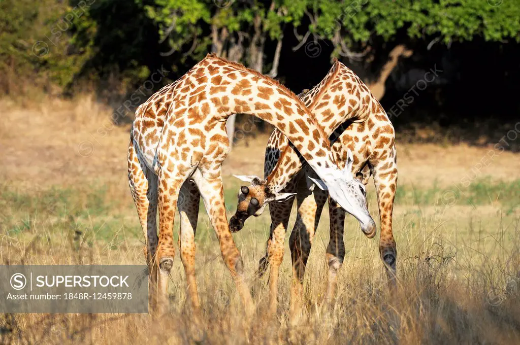 Rhodesian giraffes (Giraffa camelopardalis thornicrofti), bulls playfighting, South Luangwa National Park, Zambia