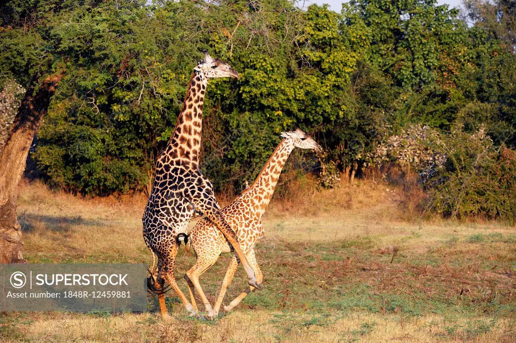 Rhodesian giraffes (Giraffa camelopardalis thornicrofti), mating, South Luangwa National Park, Zambia