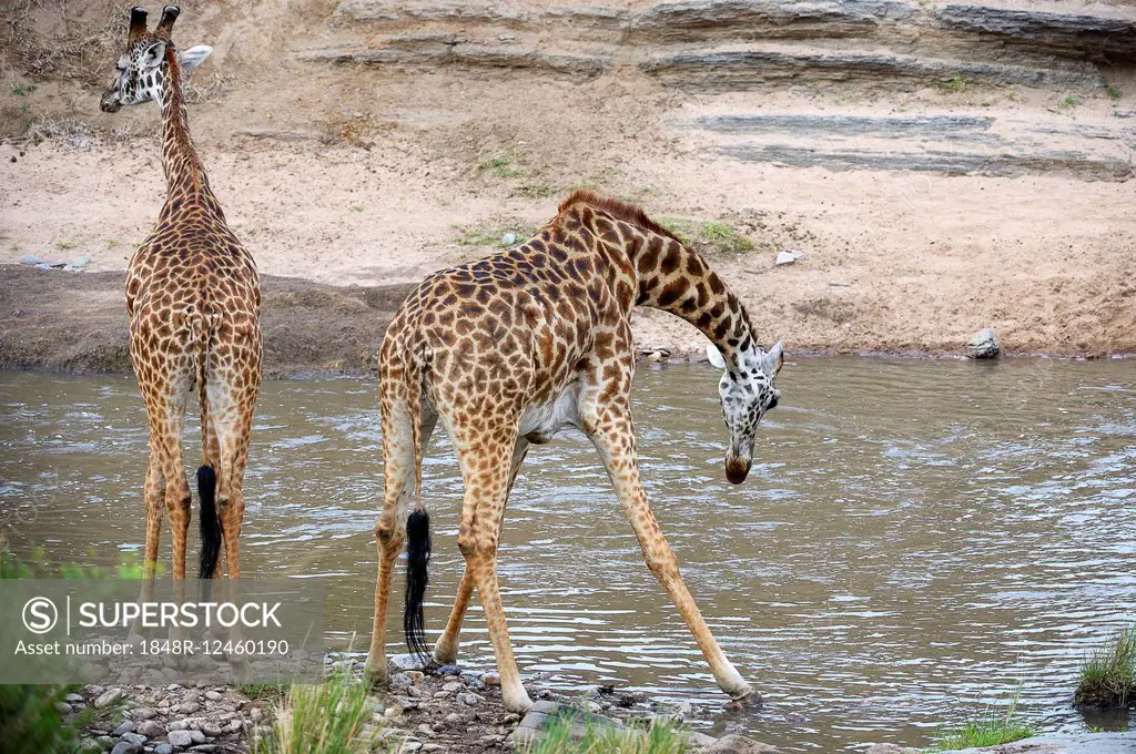 Masai giraffes (Giraffa camelopardalis tippelskirchi) drinking at the Talek River, Masai Mara National Reserve, Kenya