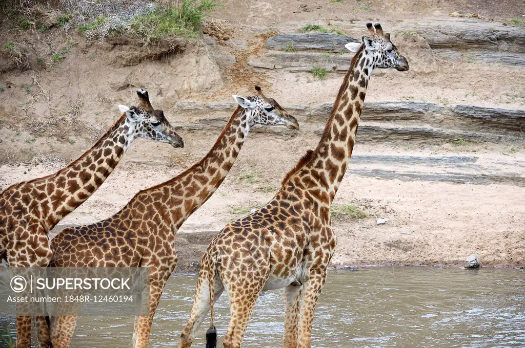 Masai giraffes (Giraffa camelopardalis tippelskirchi), herd at the Talek River, Masai Mara National Reserve, Kenya