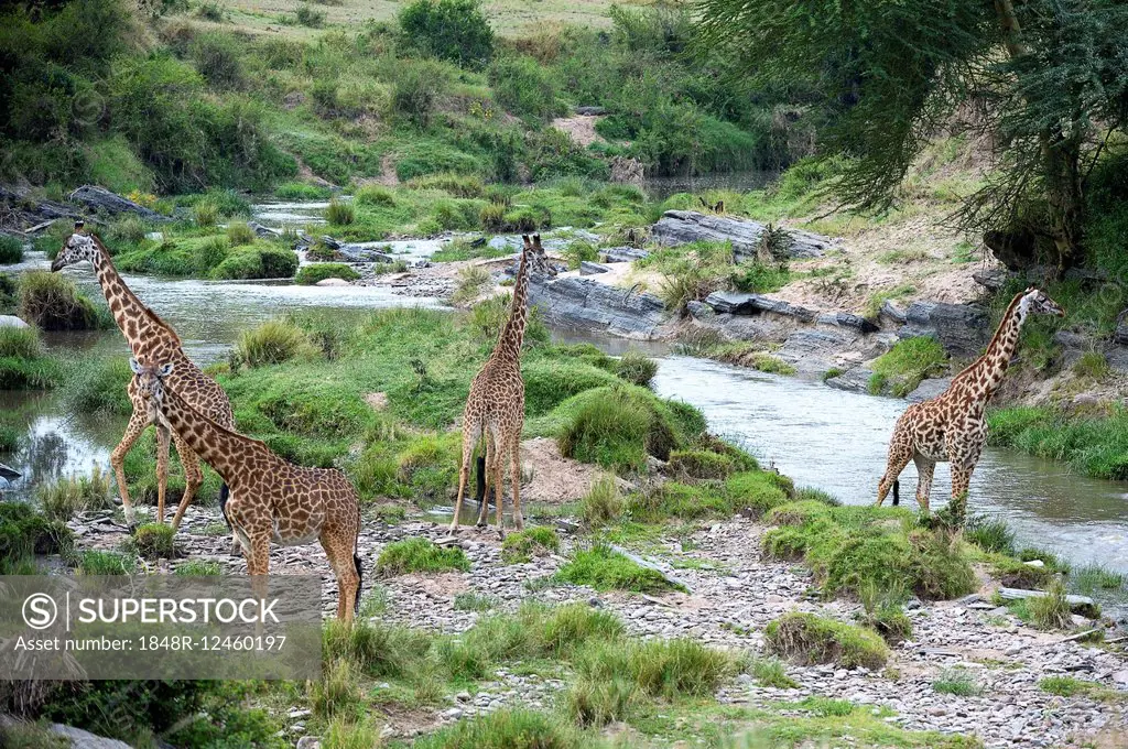 Masai giraffes (Giraffa camelopardalis tippelskirchi), herd at the Talek River, safeguarding all sides, Maasai Mara National Reserve, Kenya