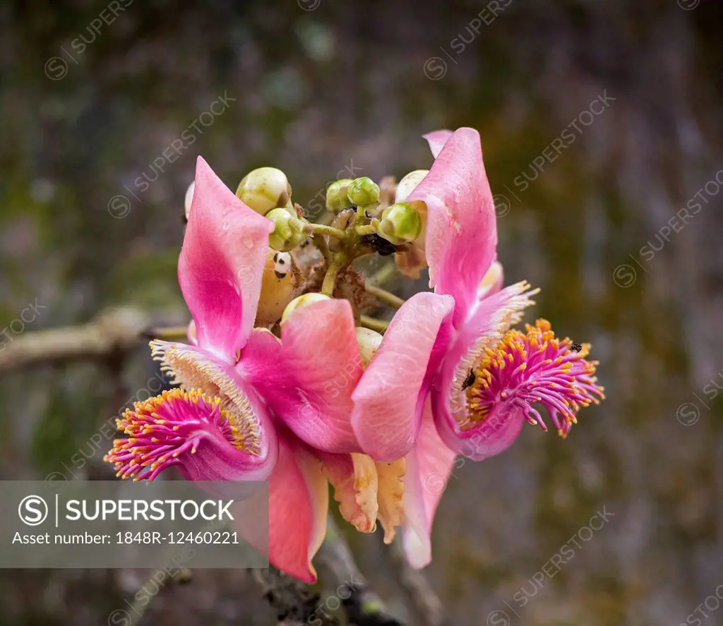 Blossom, Cannonball Tree (Couroupita guianensi), Kerala, India