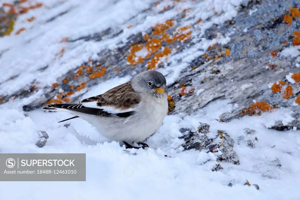 White-winged Snowfinch or Snowfinch (Montifringilla nivalis), Canton of Valais, Switzerland