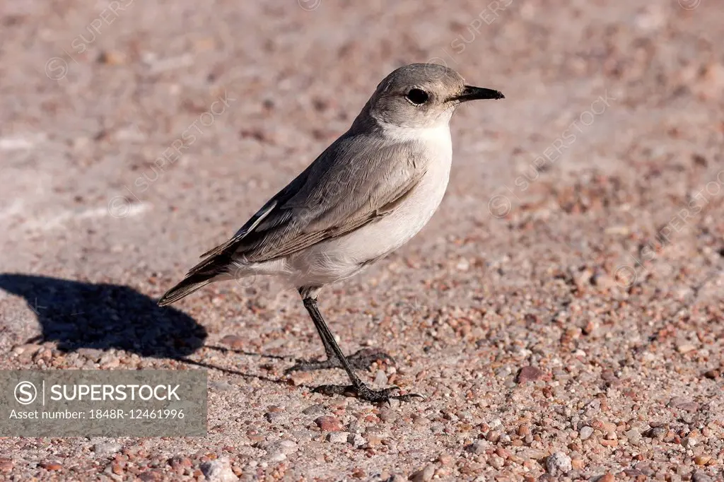 Tractrac Chat (Cercomela tractrac) near Swakopmund, Namibia