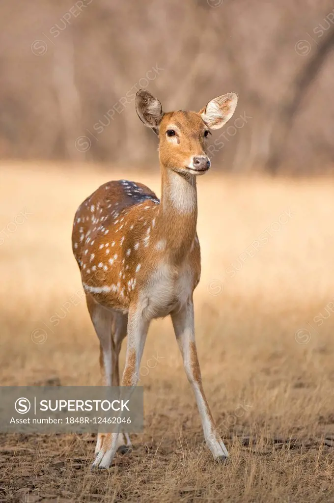 Chital, Spotted Deer or Axis Deer (Axis axis), female, Ranthambhore National Park, Rajasthan, India