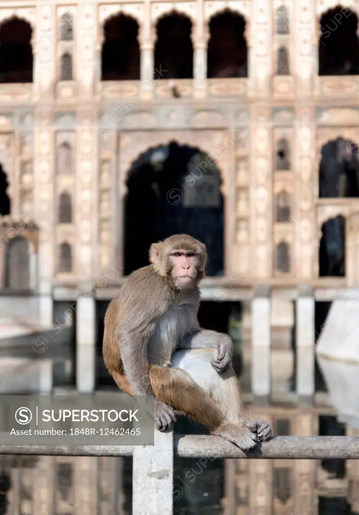 Rhesus Macaque (Macaca mulatta) at Monkey Temple, Galtaji, Jaipur, Rajasthan, India